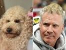 Everyone says my dog looks exactly like Will Ferrell: ‘Spitting image’