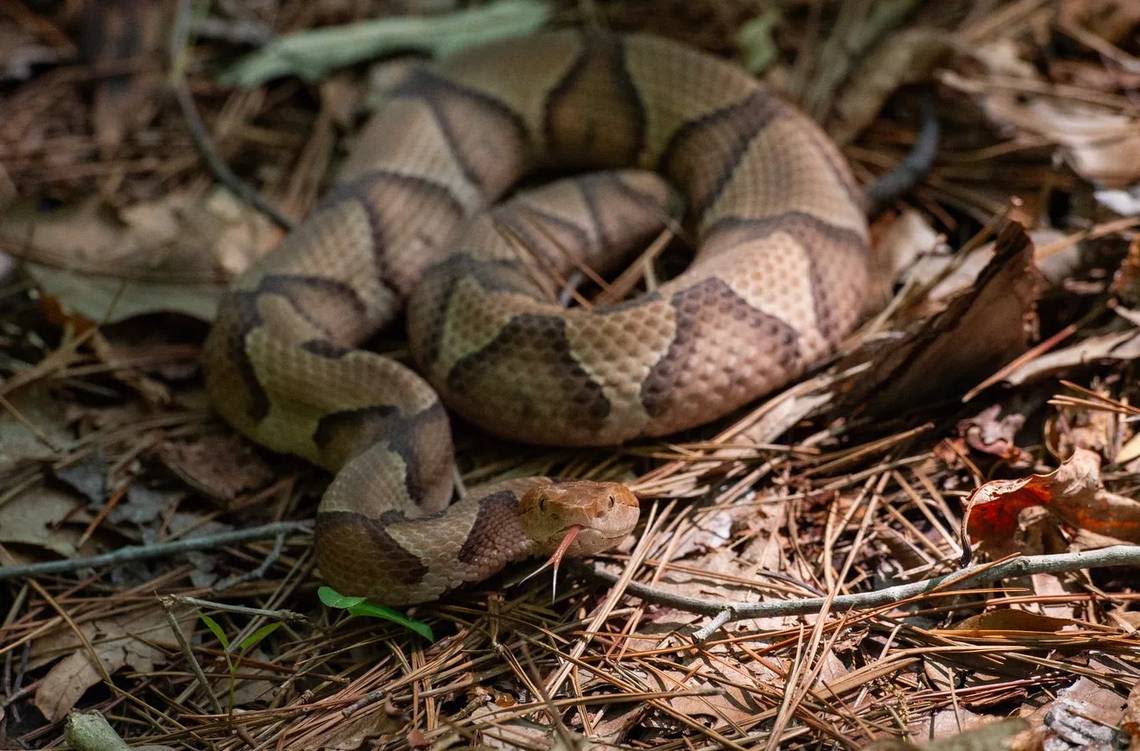 Baby copperhead season in SC is here and they’re born deadly. Here’s how to avoid them