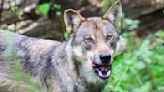 Urteil: Wolfsjagdverbot auch in Österreich gültig