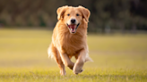 Mom's Pre-Walk Pep Talk for Golden Retriever Ends in the Cutest Chaos