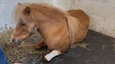 Family’s beloved miniature horse dies after being attacked by 2 dogs