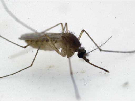 Illinois’ first human case of West Nile virus this year reported in Cook County