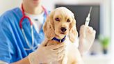Dog Vaccinations Cost: The Shots to Expect and How to Budget Accordingly