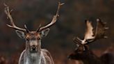 Scientists warn ‘zombie deer disease’ could spread to humans as cases surge across US