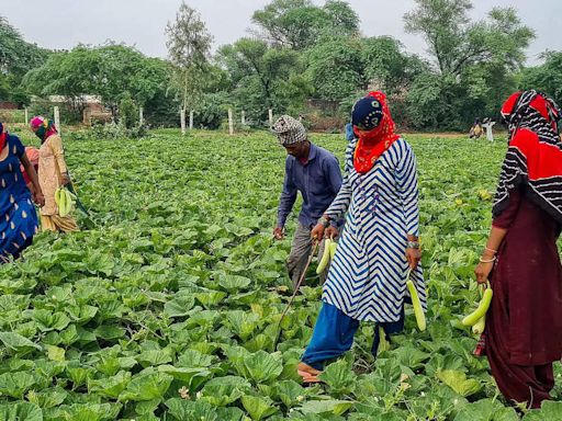 Maharashtra sees 1,267 farmer suicides since Jan this year; Amravati division worst hit - The Economic Times