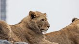 Lion cub at Lincoln Park Zoo put down after medical complications