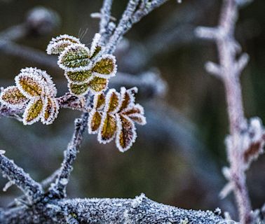 Frost advisory issued for parts of the Puget Sound region