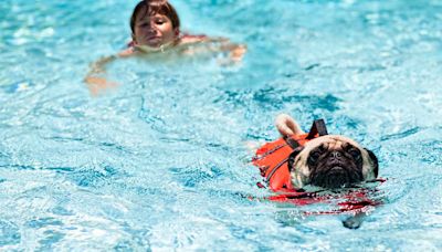 The lido on the Surrey border where you can take your dog swimming with you