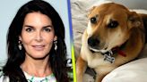 Angie Harmon Speaks Out About Dog Shooting and Why She's Suing Instacart