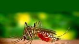 Dengue is not the only virus this mosquito carries. Here are some of the other diseases