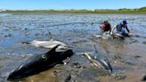 Video: Over 100 dolphins saved after mass stranding event