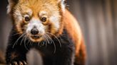 Louisville Zoo hosting red panda themed, black-tie gala this summer