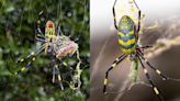 ¿Cómo identificar a las arañas voladoras gigantes que están amenazando a Norteamérica?