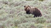 Hunter mistakenly shoots grizzly bear near St. Maries