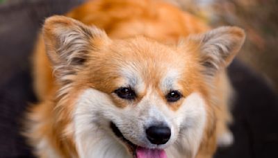 Cute Corgi Gets the Fiesta Going After Taste Testing Carne Asada 'for Safety Reasons'