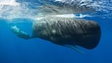 Scientists say they’ve discovered a ‘phonetic alphabet’ in whale calls
