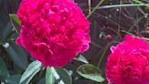 Master Gardener: Showy peonies tolerate our climate well