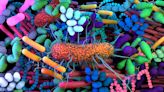 The Long, Controversial Search for a 'Cancer Microbiome'