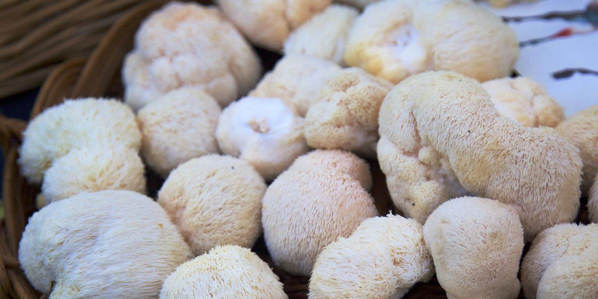 Lion's mane mushrooms are trending, but what are the health benefits of taking them?