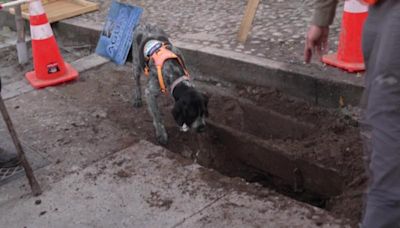 智利抓漏犬「蘇琪」立大功 8個月防堵13億公升地下漏水