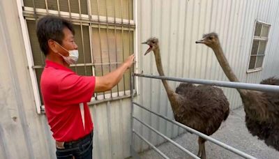 2鴕鳥台中逛大街！見飼主來認領還撒嬌 主人領鳥也領罰單