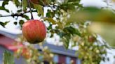 Here are the 13 best places to pick your own apples in Massachusetts this fall