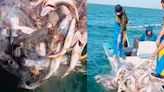 Inicia pesca de curvina con redes ilegales en hábitat de vaquita marina; autoridades ni en cuenta