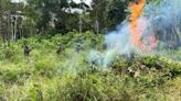 Ejército de Ecuador destruye plantas de coca en frontera con Colombia - Noticias Prensa Latina