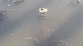 Alligators in ice? It happens but don't go near; they're still alive and aware