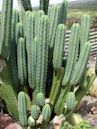 Trichocereus macrogonus var. pachanoi