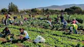 Farm Capital busca convertirse en Fibra del sector agropecuario