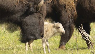 Native American ceremony will celebrate birth of white buffalo calf in Yellowstone park