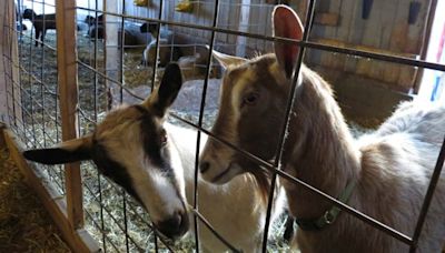 Critter Barn first in the world to earn new distinction for accessibility