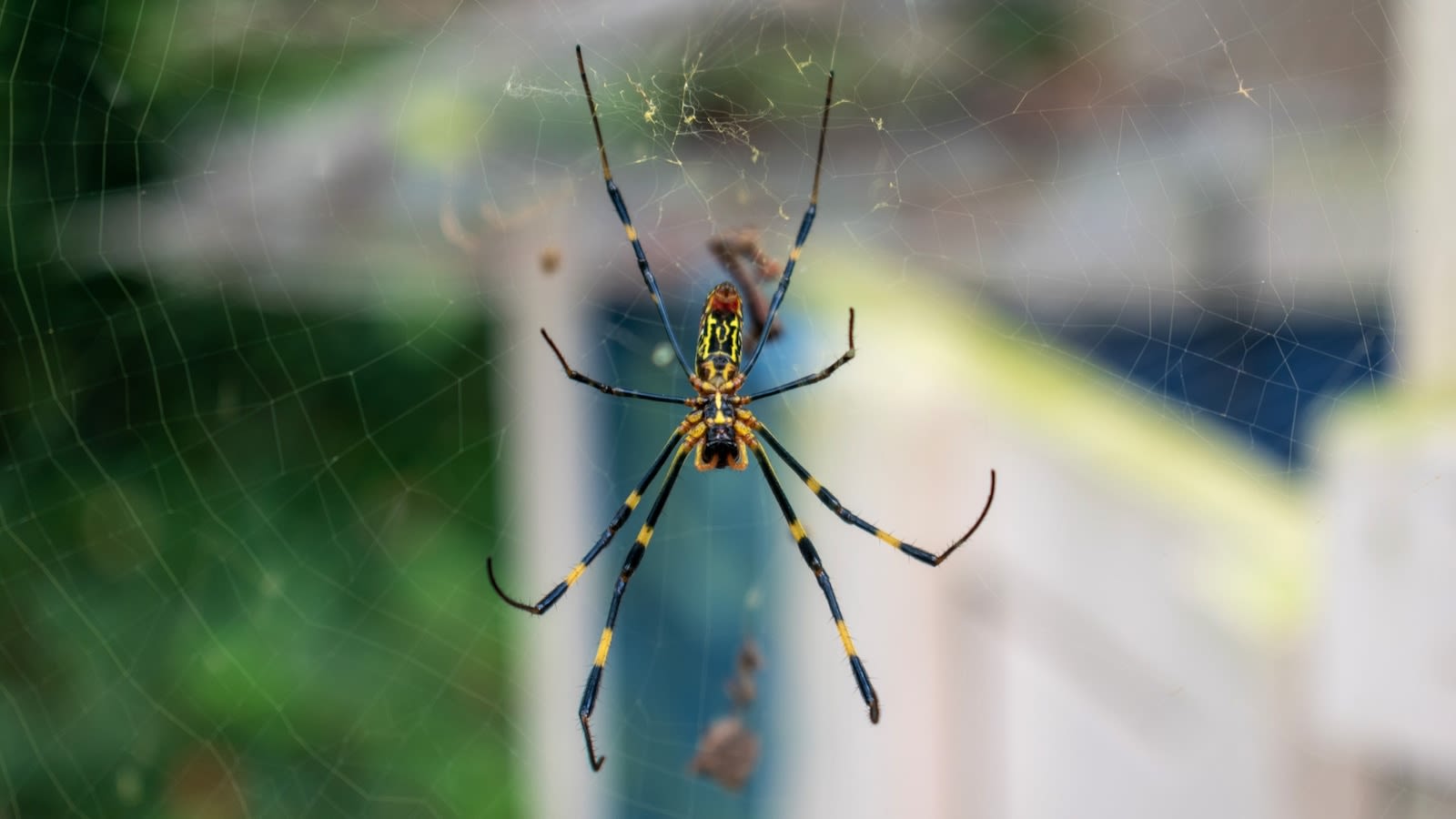 Giant, 'flying' Joro spiders spreading on the East Coast this summer: What to know