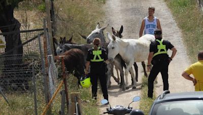 Una manada de burros genera el caos en la carretera de Andratx