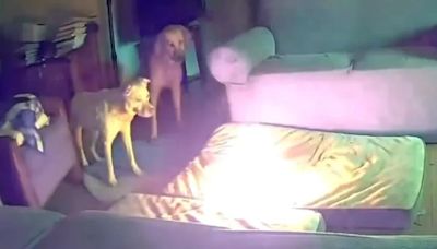 El impactante video de un perro que provocó un incendio en una casa por morder una batería