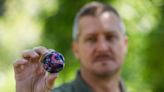 'World's biggest treasure hunt' for handblown glass marbles registration starts July 1