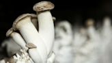 Robot controlled by a king oyster mushroom blends living organisms and machines