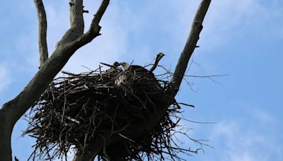 Baby bald eagle rescued after falling around 100 feet out of nest