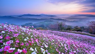 秋季廣島世羅町花海 遼闊花田連綿不絕、夢幻般的花海環繞！