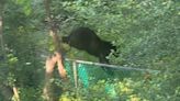 More than 2 dozen bear sightings within days across DMV