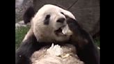 Giant panda sprawled on back eating is a perfect weekend meme