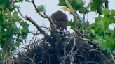 2 bald eaglets hatch near White Rock lake