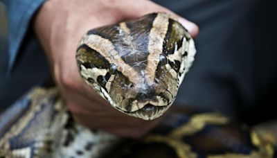 No guns: Legal ways to kill a Burmese python in Florida Python Challenge