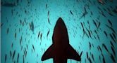 "Shark Week" Mysteries of the Shark Coast