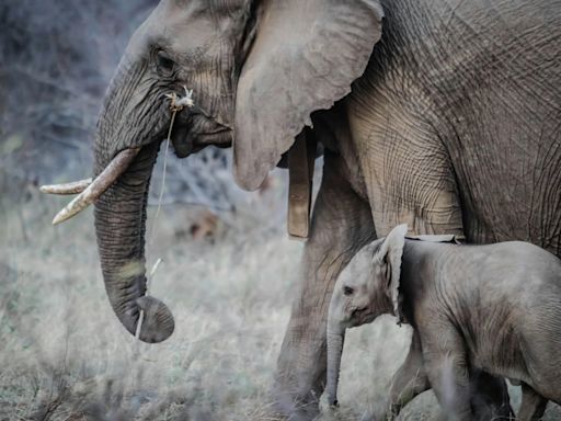 Un turista español murió en Sudáfrica tras ser pisoteado por un elefante