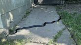 Viewer shares photos of large black snake