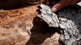 France plans subsidies for tree felling to help exterminate bark beetle