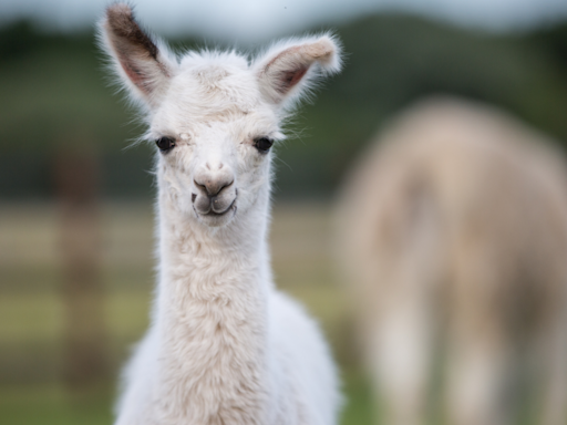 Newborn Alpaca Trying to Stand up for the First Time Has People Cheering