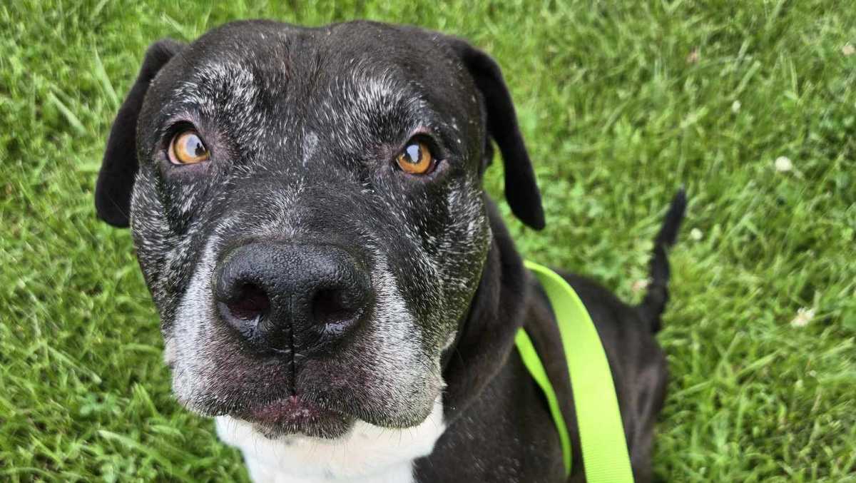 Nebraska Humane Society's pet of the week would love to spend his golden years with you